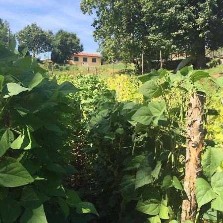 Agriturismo Bicocchi Villa Piteglio Kültér fotó
