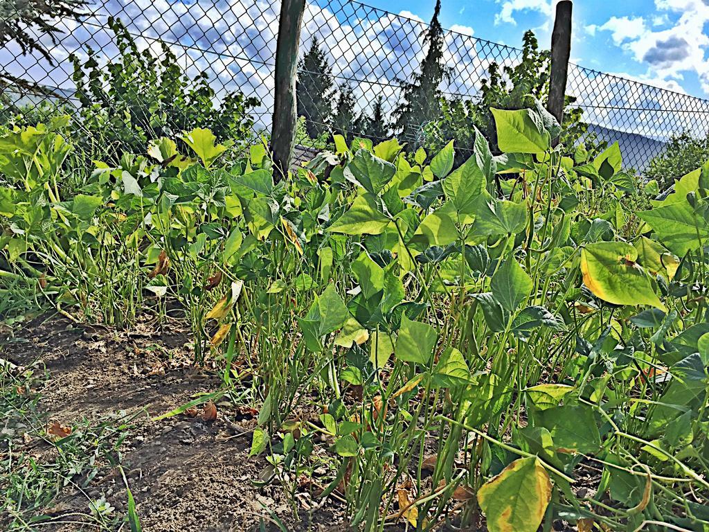 Agriturismo Bicocchi Villa Piteglio Kültér fotó